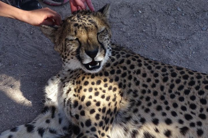 Cheetah hautnah auf der Otjitotongwe Cheetah Farm bei Kamanjab