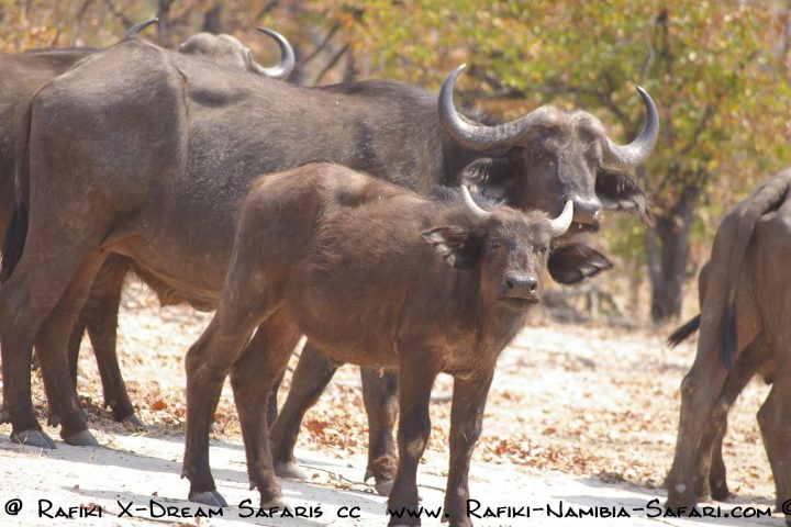 Büffel im Bwabwata Nationalpark - Namibia