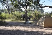 Elefantenbesuch im Nambwa Camp im Bwabwata Nationalpark - Namibia