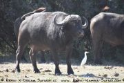 Büffel im Caprivi