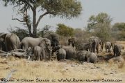 Elefanten im Bwabwata National Park Namibia
