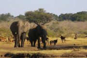 Elefanten im Mahango Nationalpark - Namibia