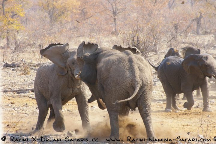 Kämpfende Elefanten im Etosha Nationalpark - Namibia