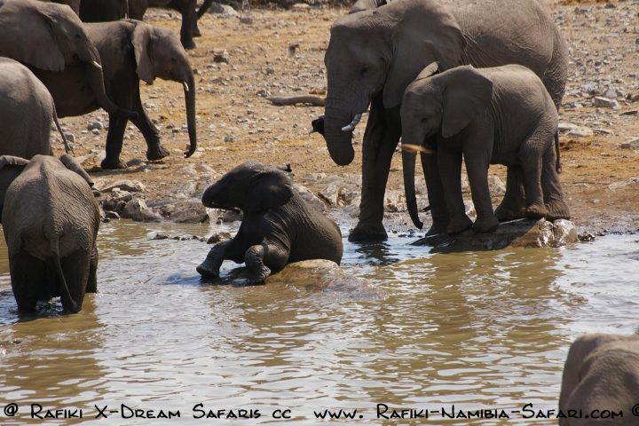 Etosha Nationalpark Elefanten an der Wasserstelle