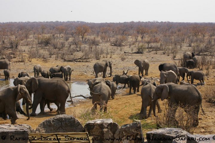 Etosha Nationalpark - Elefantengruppe am Wasserloch