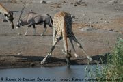 Giraffe am Wasserloch - Etosha Nationalpark