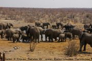 Elefantenherde im Etosha Nationalpark