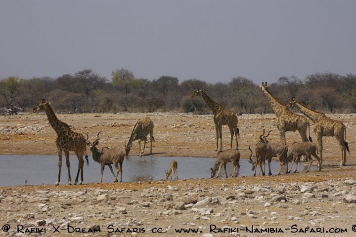 Etosha Nationalpark- Wasserloch