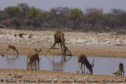 Wasserloch im Etosha Nationalpark -Giraffe und Kudus
