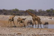 Giraffen, Kudus am Wasserloch