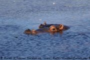 Kavango Namibia -Hippo