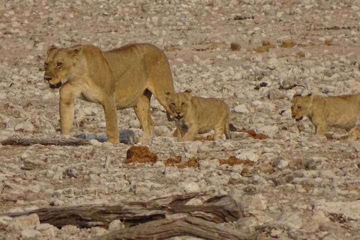 Löwin mit Jungen in der Etosha