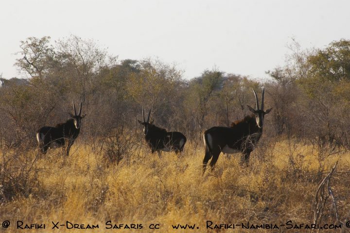 Säbelantilopen im Buffalo Park - Namibia