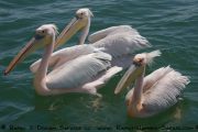 Pelikane in der Lagune von Walvis Bay - Namibia