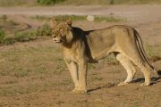 Löwe im Chobe Nationalpark - Botswana