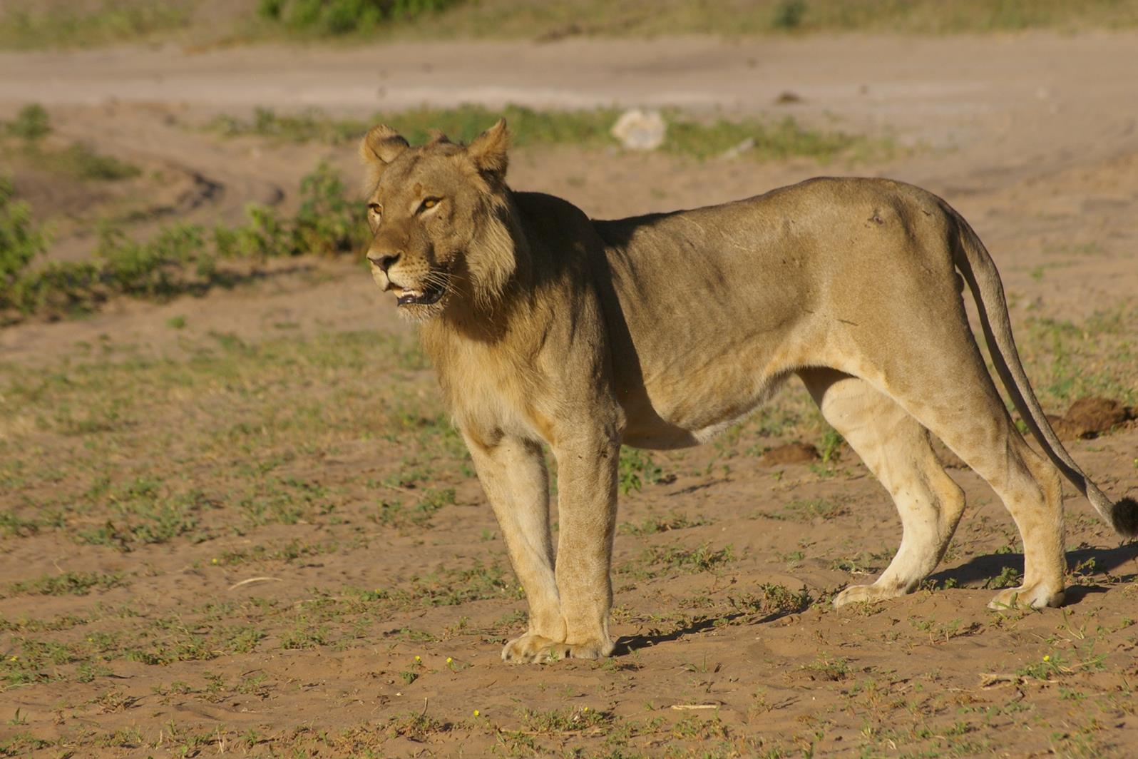 Löwe im Chobe Nationalpark - Botswana