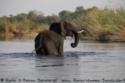 Elefant im Chobe