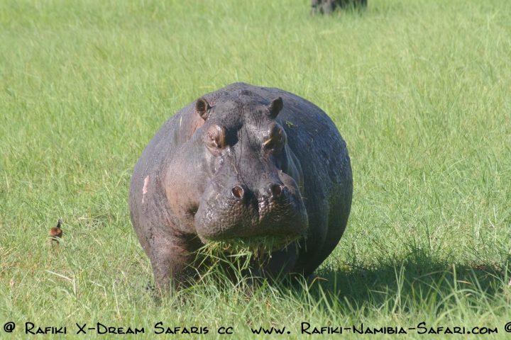 gefrässiges Hippo im Chobe Nationalpark