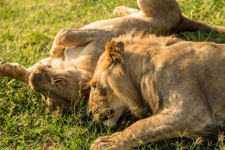 Löwen beim Spielen im Chobe Nationalpark