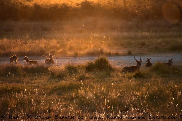Antilopen im Okavango Delta - Botswana