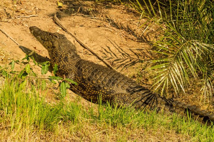 Krokodil Okavango Delta - Botswana