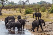 Elefanten am Kwando im Mudumu Nationalpark - Namibia