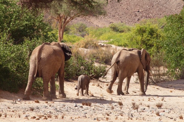 Wüstenelefanten im Kaokoveld -Namibi