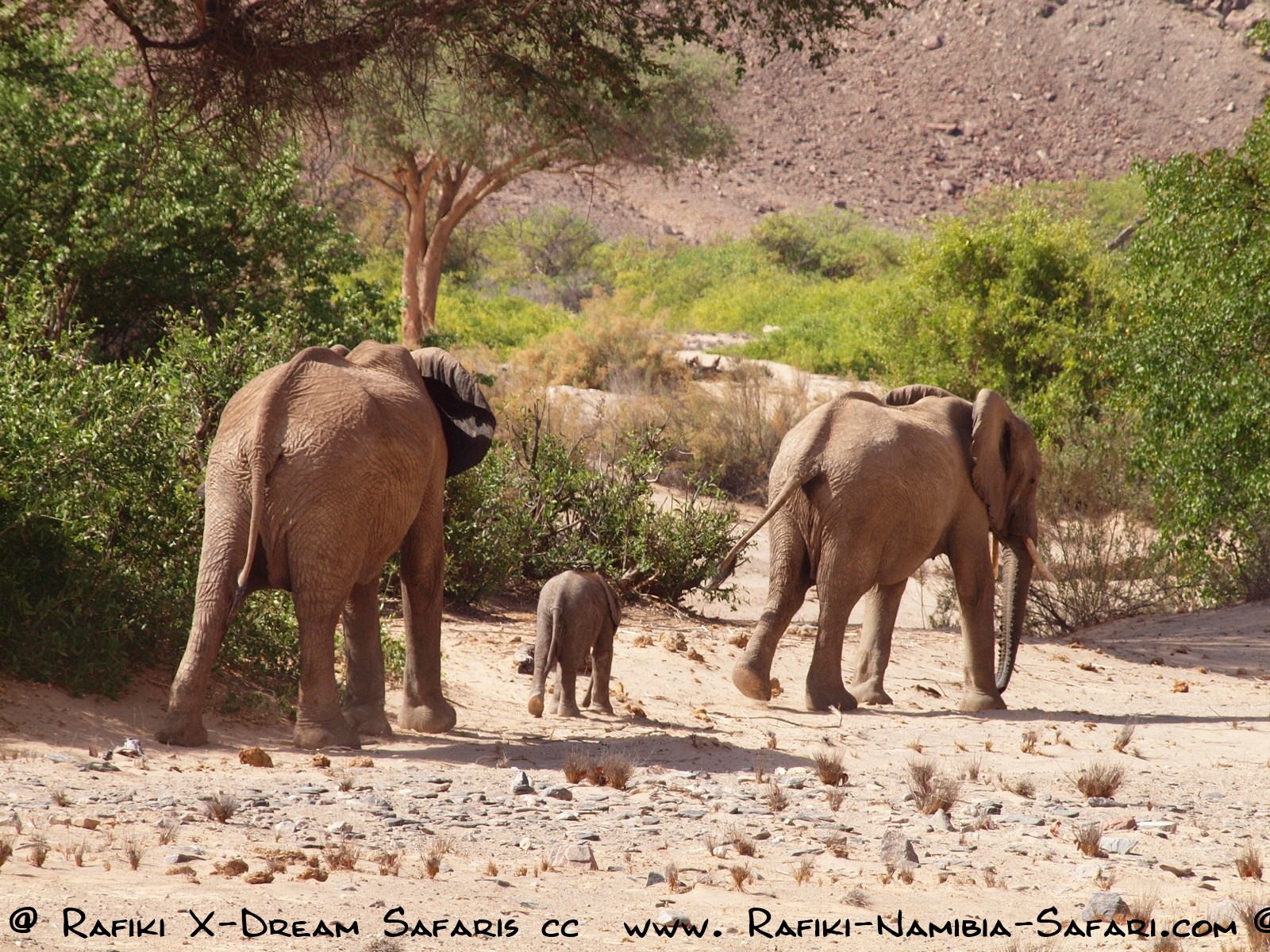 Wüstenelefanten im Kaokoveld -Namibi