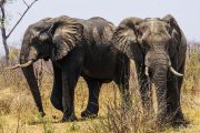 Elefanten im Caprivi