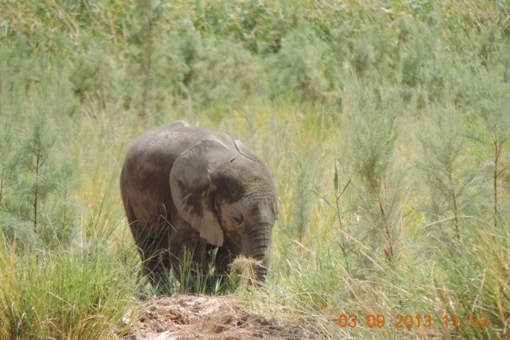 Elefantenbaby im Kaokoveld