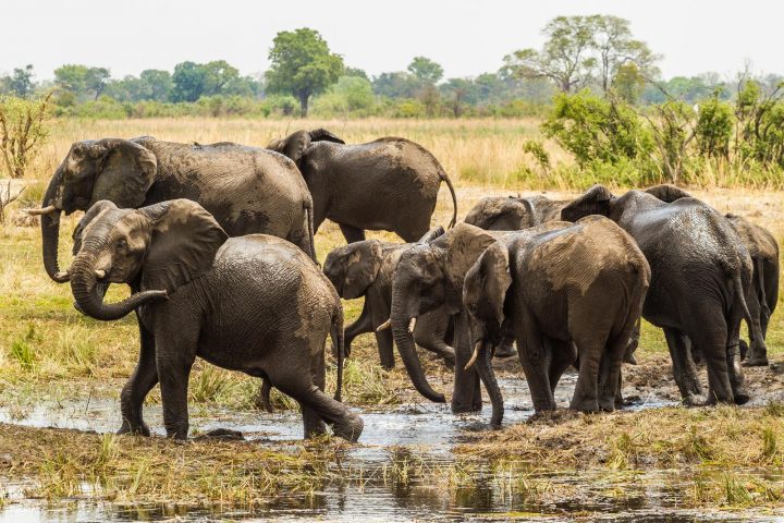 Elefantenherde im Caprivi - Namibia