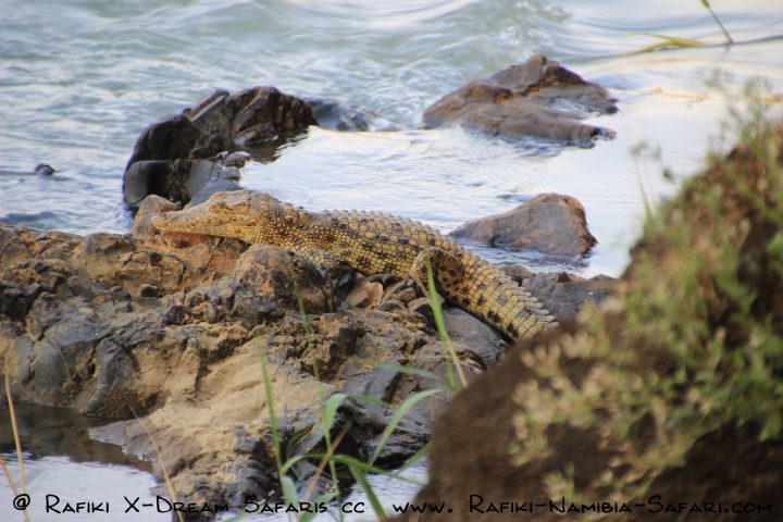 Krokodil an den Epupa Wasserfällen