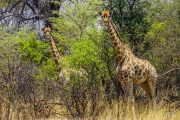 Giraffen im Caprivi