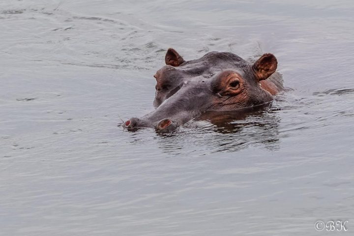 Hippo im Chobe Fluss - Botswana