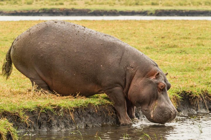 Hippo im Chobe Nationalpark - Botswana