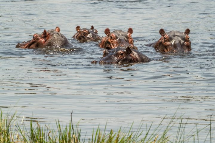 Hippos im Mahango Nationalpark - Namibia