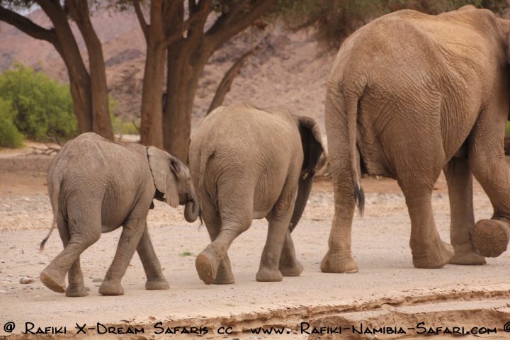 Elefantenfamilie im Hoanib