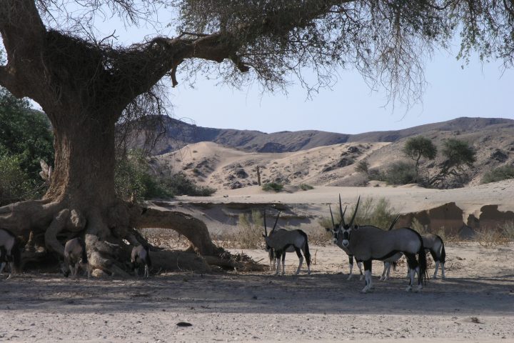 Oryx im Hoanib Flussbett im Kaokoveld