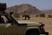 Im Hoanib - Wüstenelefant an der Wasserstelle