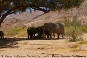 eine Gruppe Wüstenelefanten im Hoanib