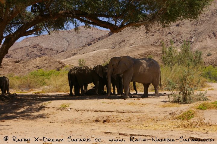 eine Gruppe Wüstenelefanten im Hoanib