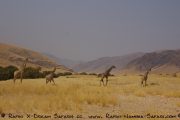 eine Gruppe Giraffen im Kaokoveld