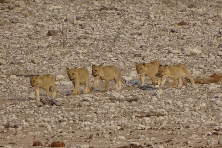 junge Löwen im Kgalagadi Transfrontier Park