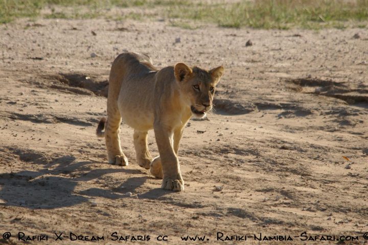 junger Löwe im Kgalagadi Transfrontier Park