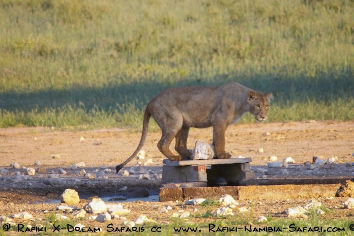 Löwe im Kgalagadi Transfrontier Park