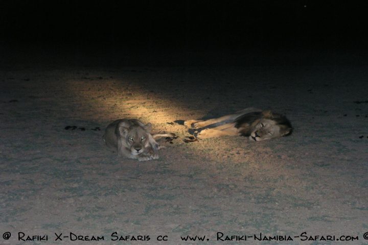 Löwen beim Nightdrive im South Luangwa Park - Sambia