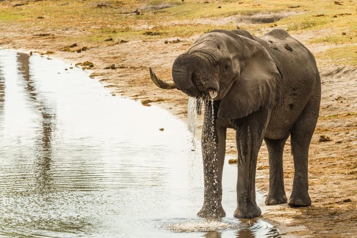 Elefant am Kwando im Mudumu Nationalpark - Namibia