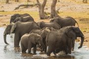 Elefanten im Mudumu Nationalpark - Namibia