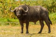 Büffel im Buffalo Nationalpark - Namibia