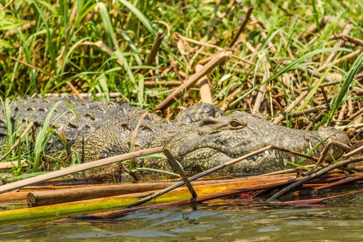 Krokodil im Okavango Delta -Botswana